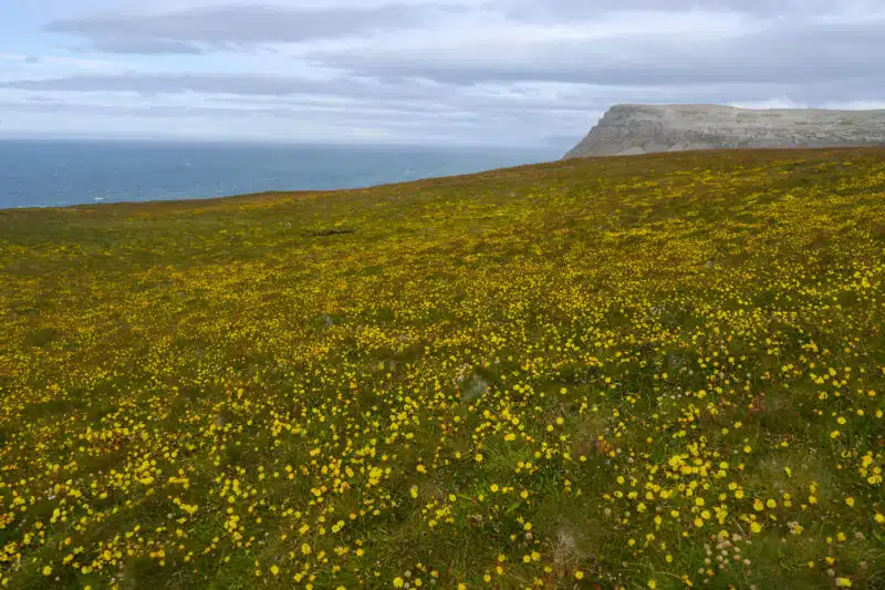 Haut des Latrabjarg