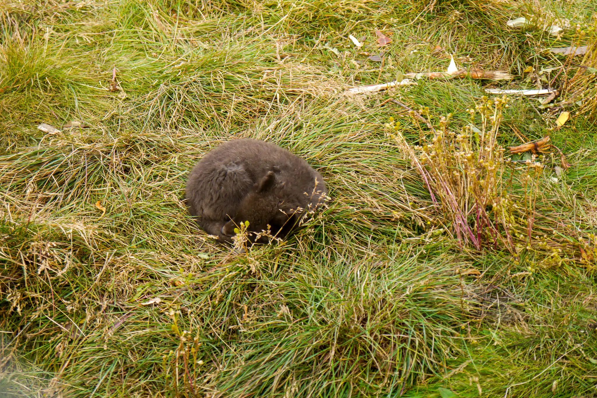 Arctic Fox Center