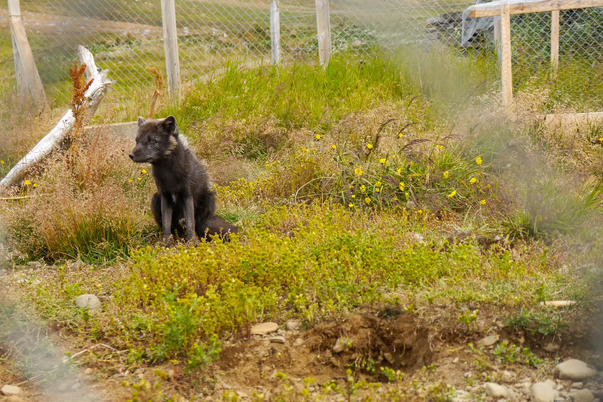 Maison du Renard Polaire