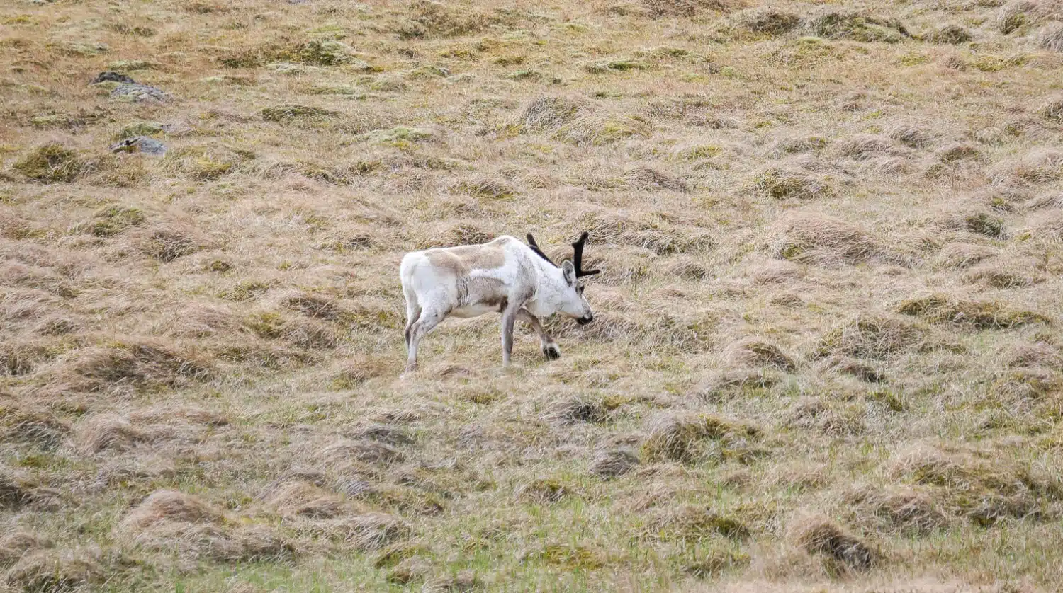 Renne dans les Fjords de l'est