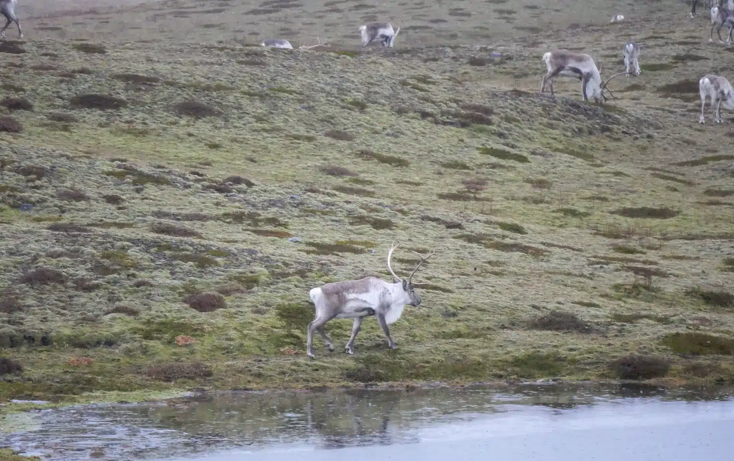 Rennes à Jokulsarlon