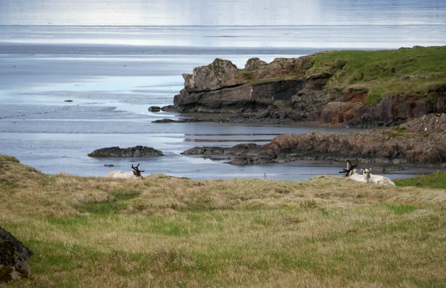 Rennes à Vestrahorn
